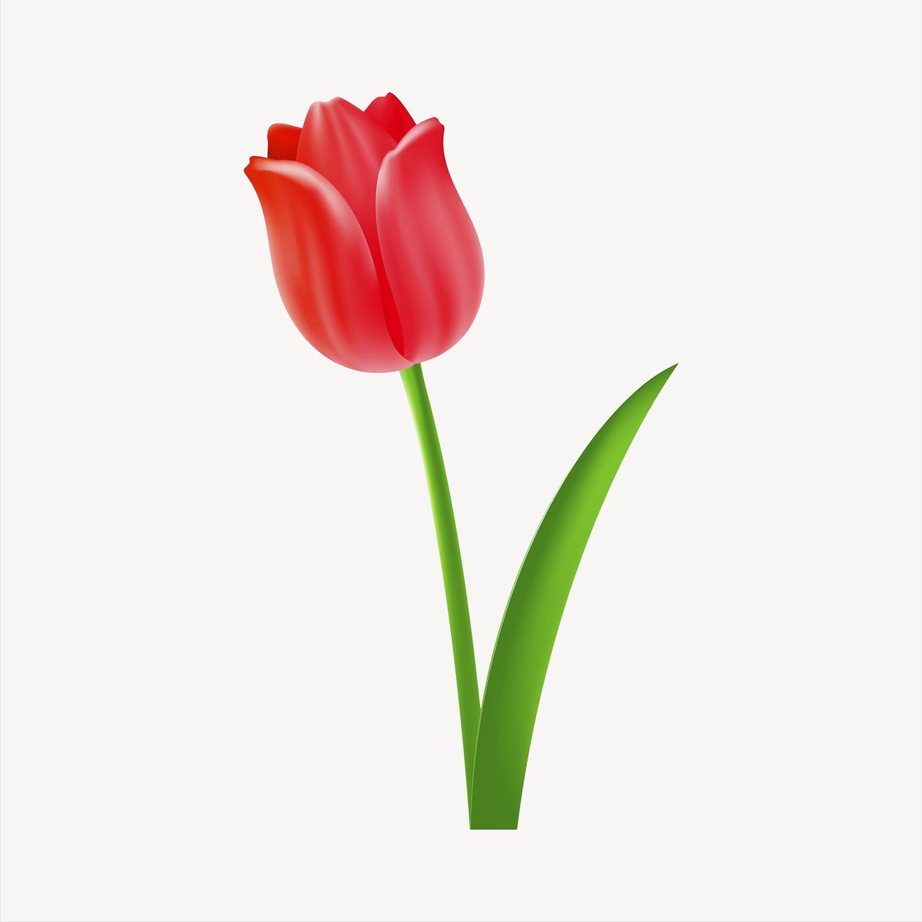 Red tulip collage element, cute