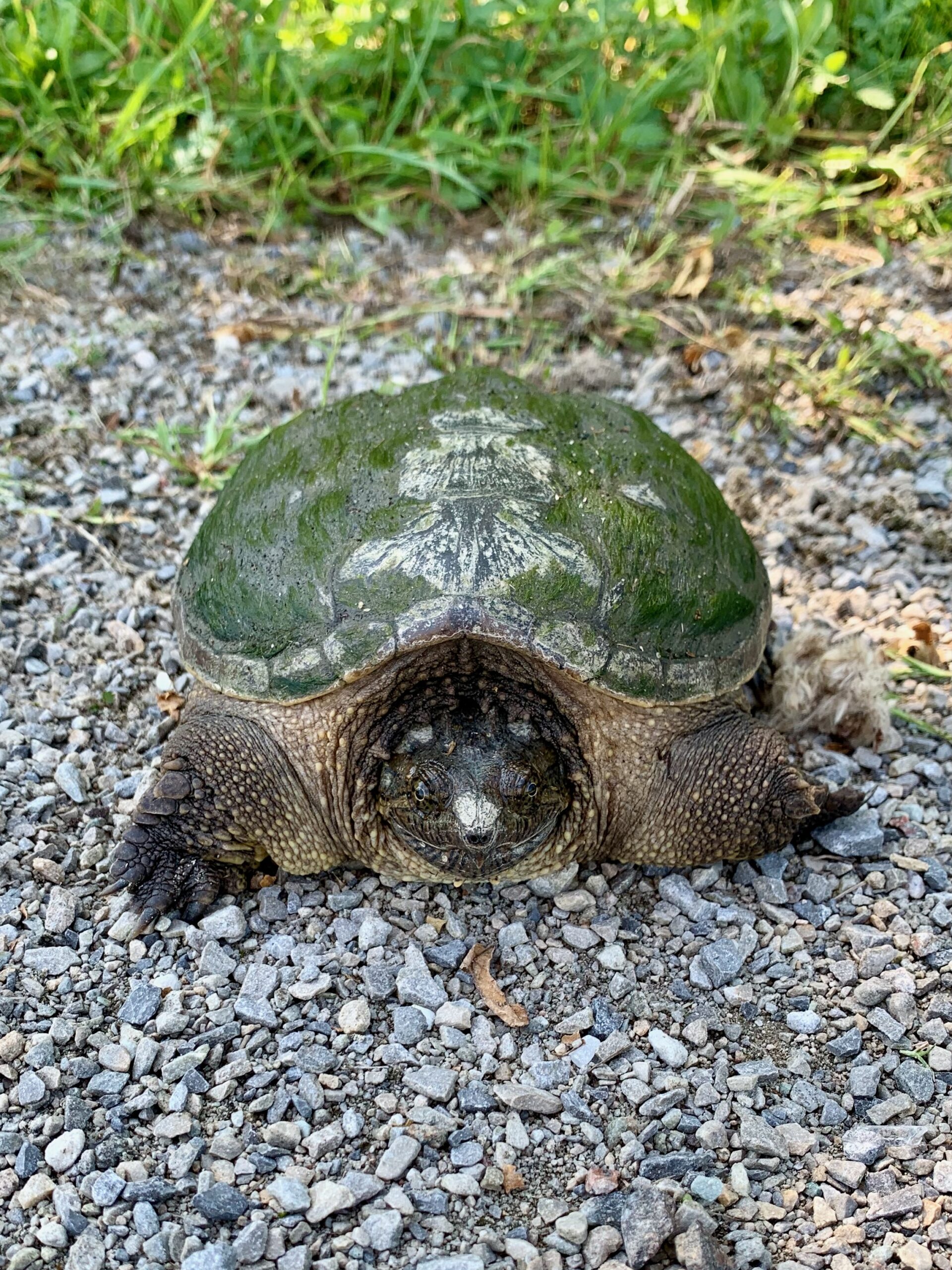 turtle on a gravel path, smiling