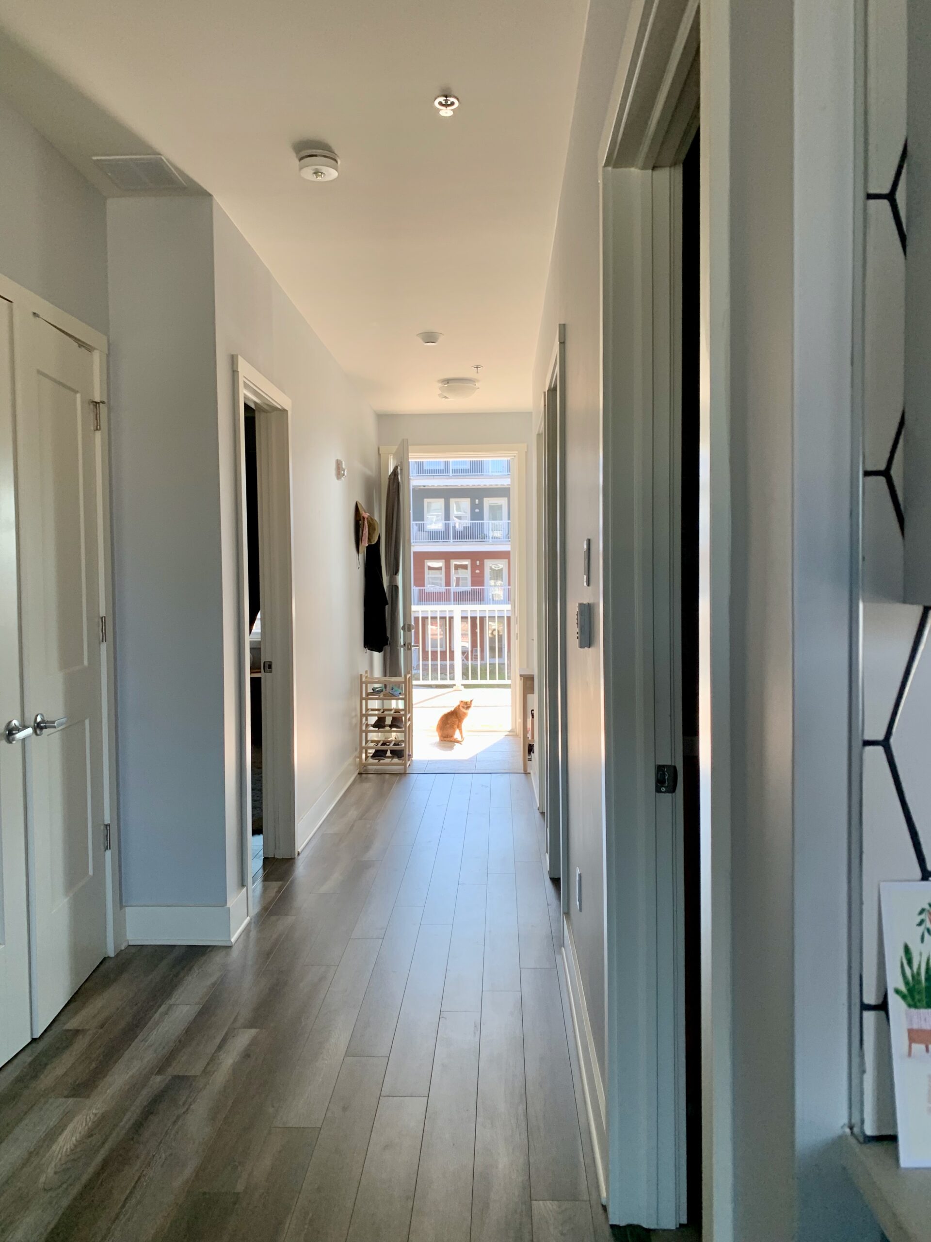 cat at the end of a hallway at a door with sunlight pouring in
