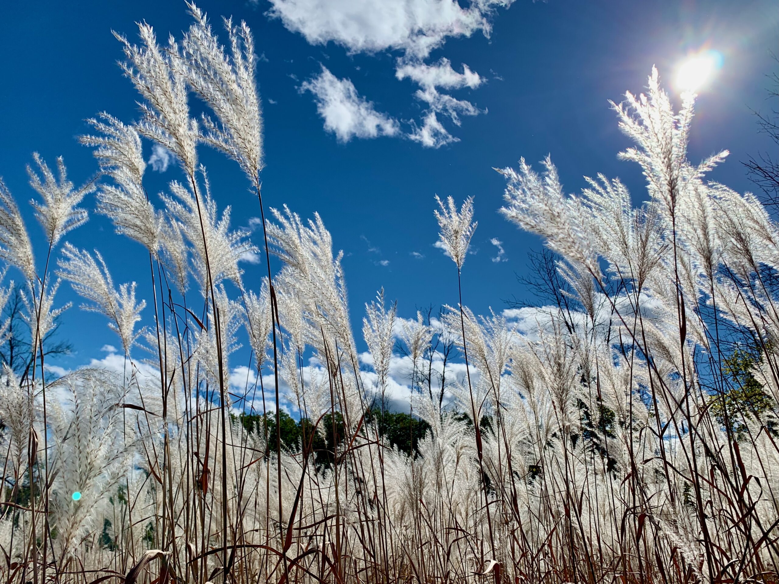 tall white grass against a blue sky