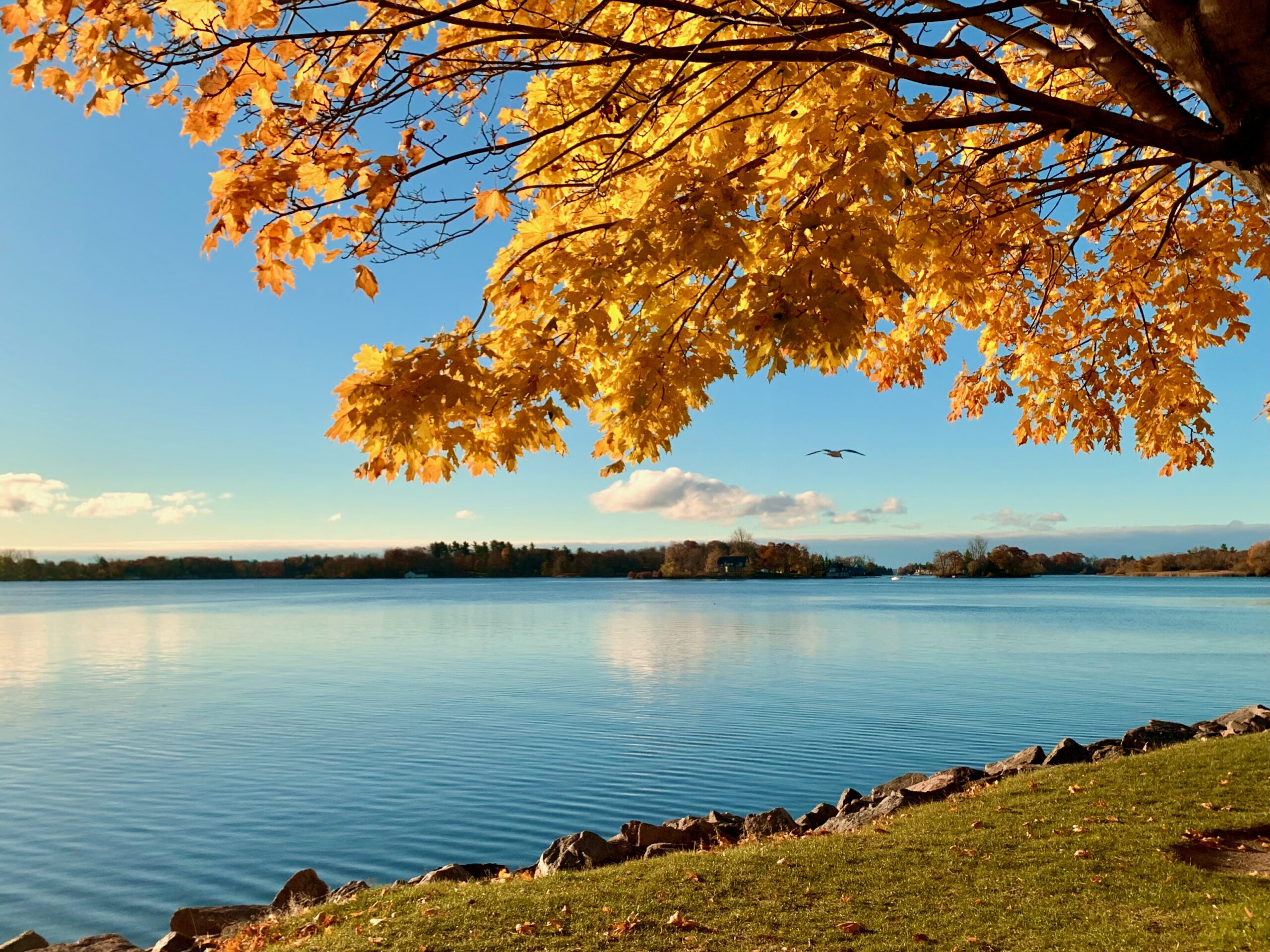 Yellow fall leaves on a tree overhanging blue water with a bird flying by.