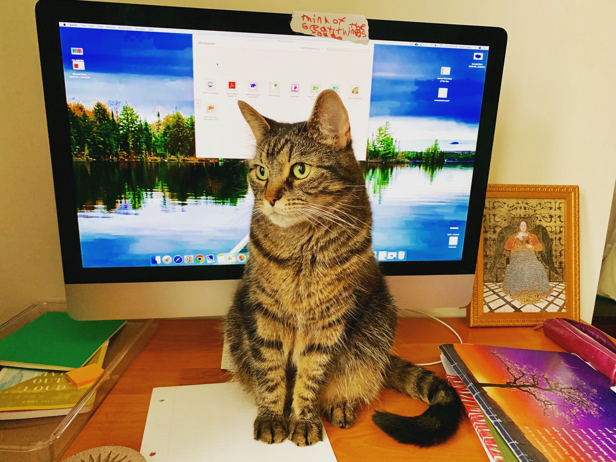 Adorable tabby cat sitting on a desk, in front of a computer screen, blocking it.