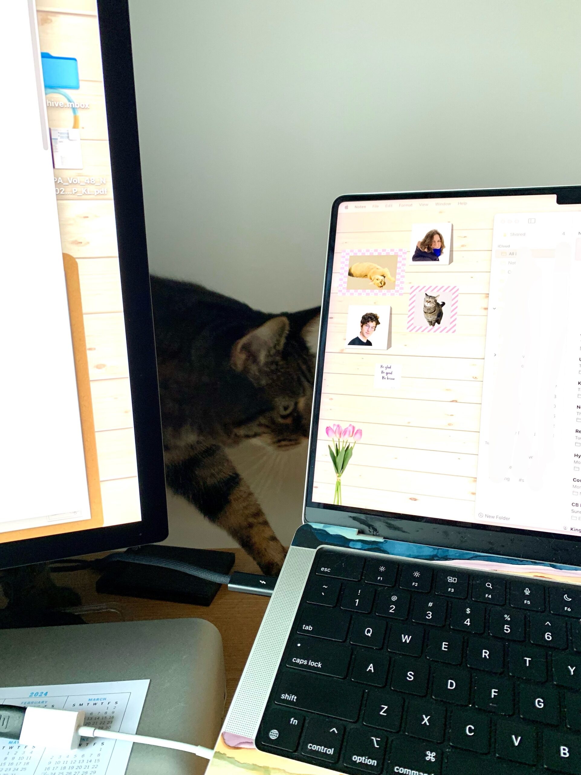 Tabby cat walking behind a laptop and monitor.