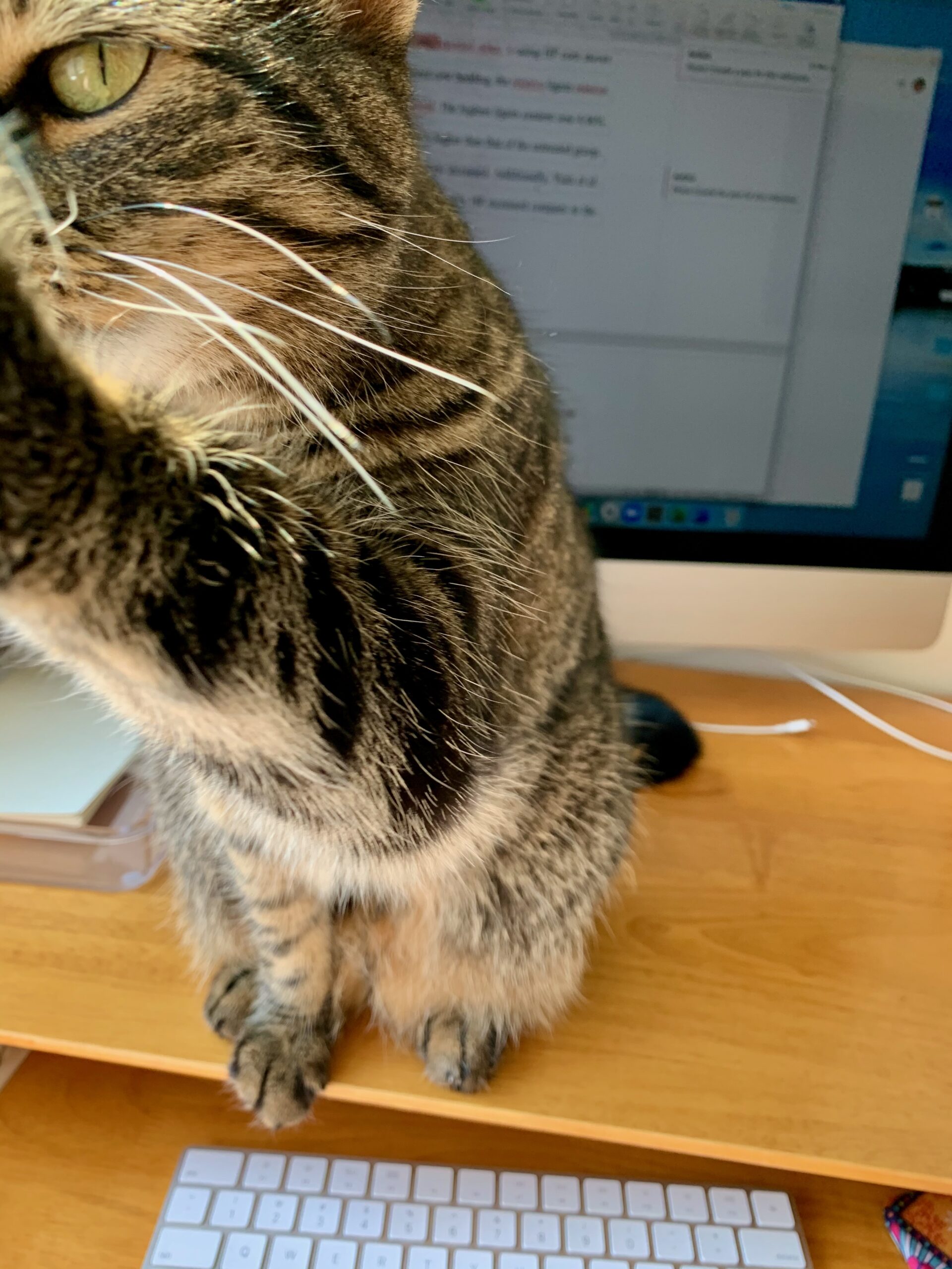 Tabby cat in front of a computer screen, reaching up to block the person taking the picture.