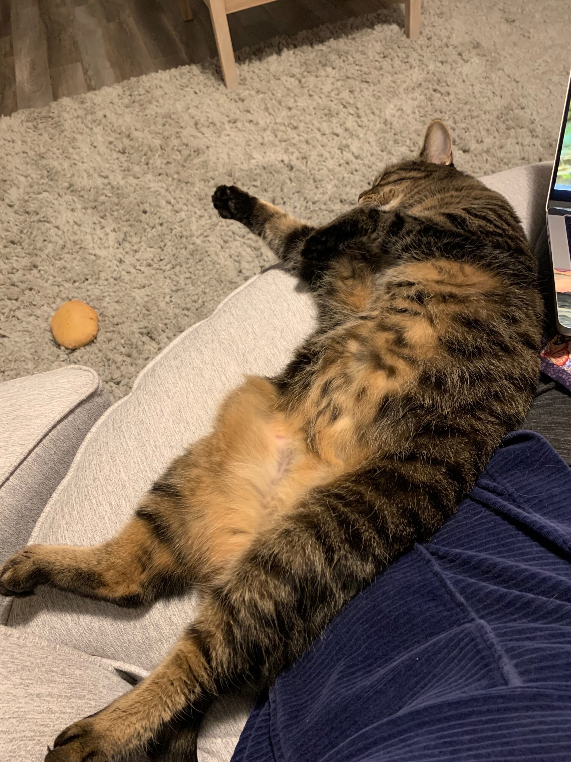 A tabby cat spread out, sleeping on his back with a silky furry belly waiting to be rubbed.