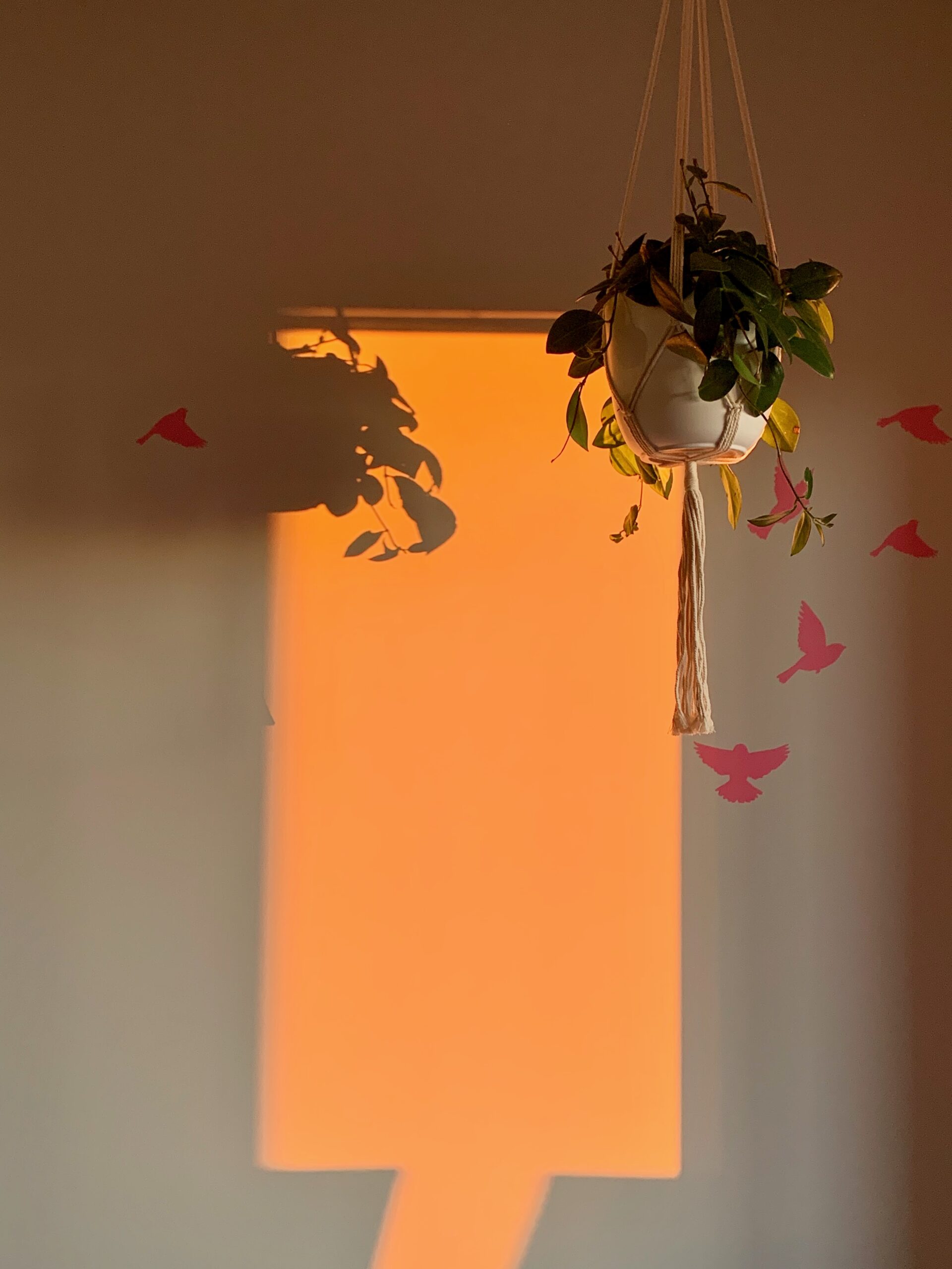An orange glow on a wall with the silhouette of a hanging plant.