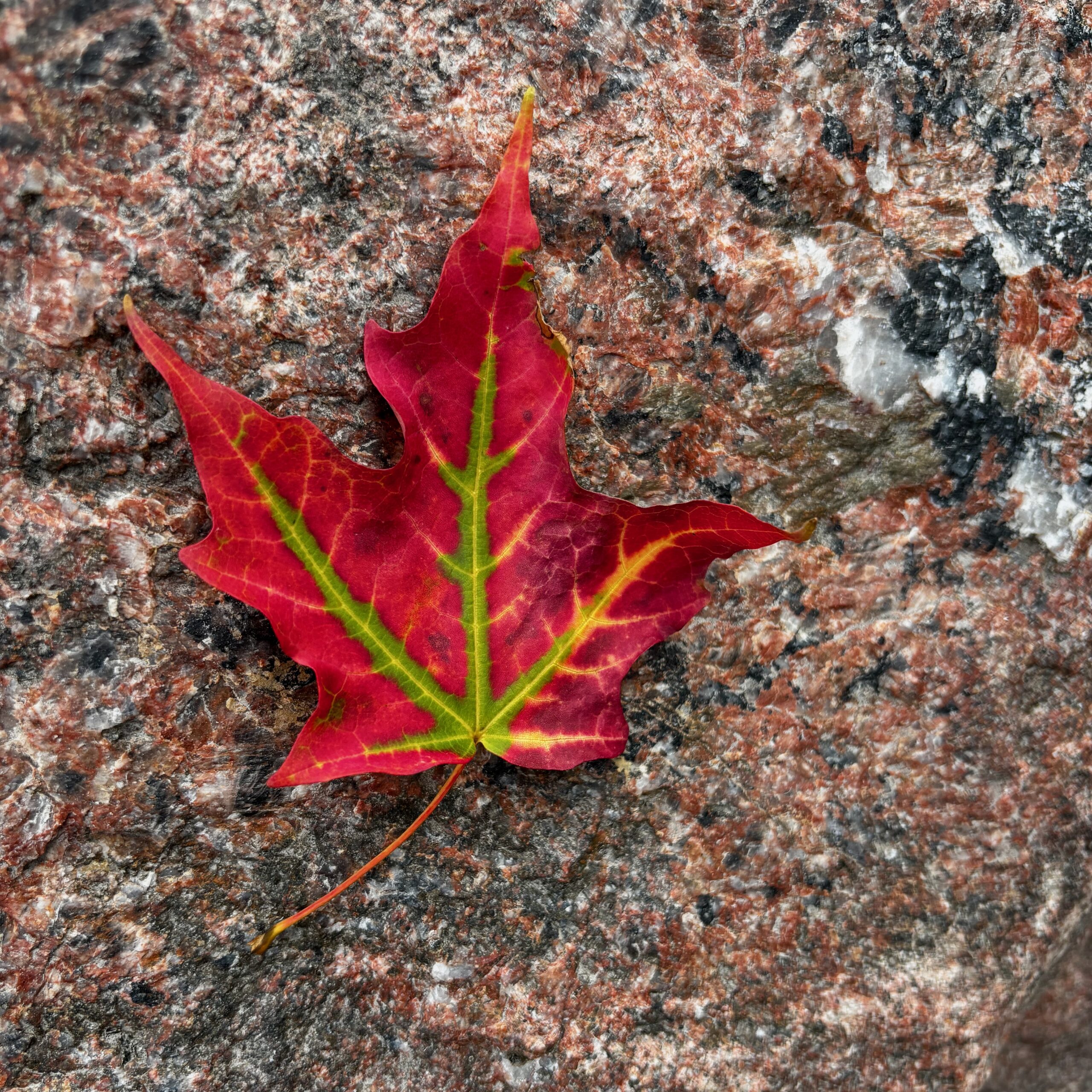 A maple leaf lying on a colourful bit of granite rock. The leaf is red around the edges but still green along its veins.